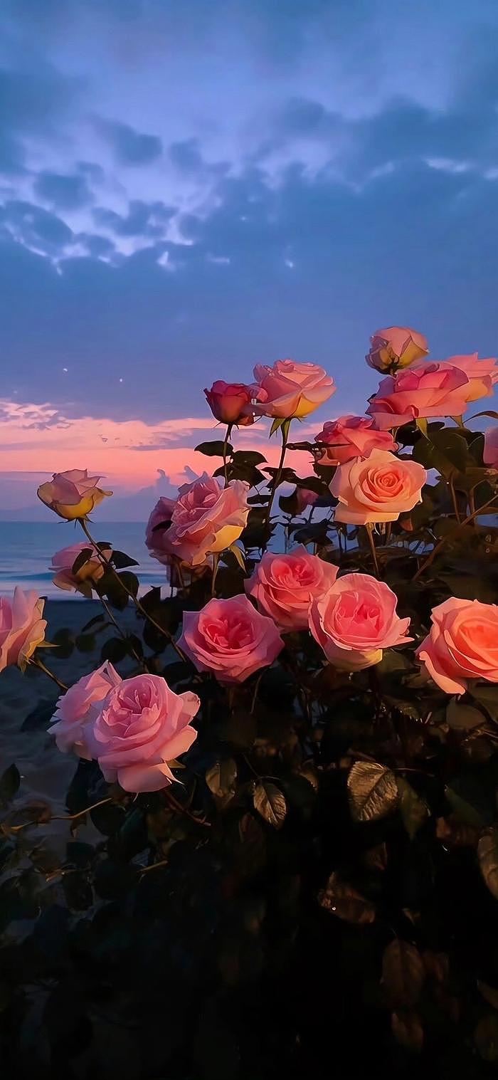 落日玫瑰真的绝美!