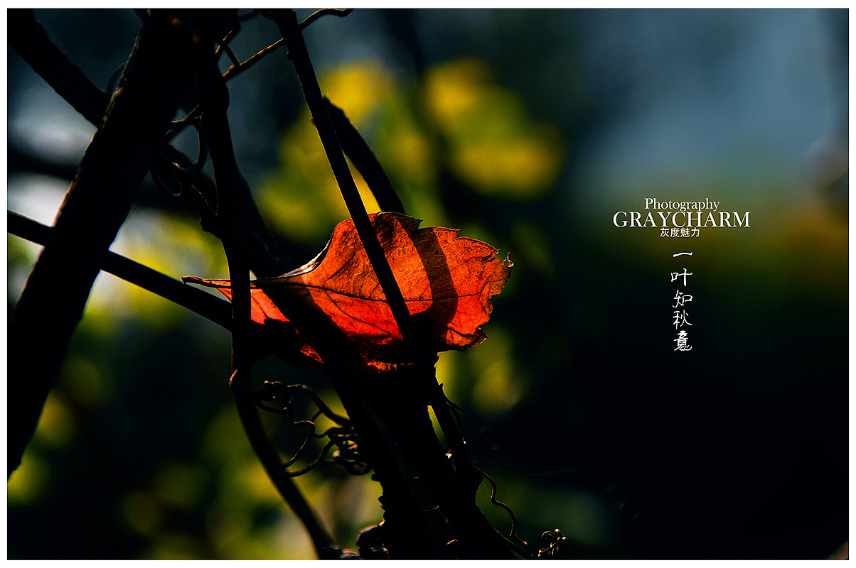 一叶知秋意