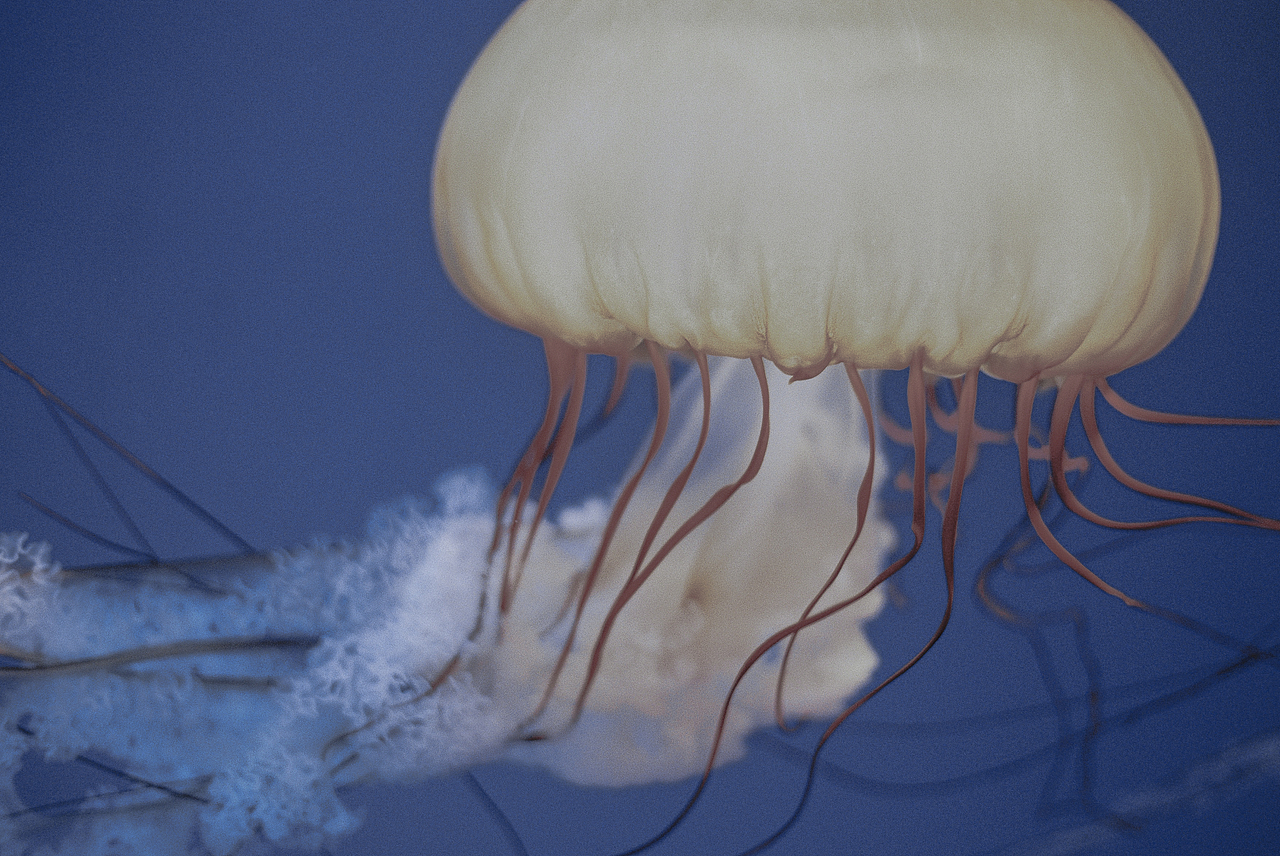 Fall in blue.（圖ZMTQ4NjYwMTg4） - 人像攝影 - 站酷設(shè)計(jì)師hi椰樹原創(chuàng)素材 - 站酷ZCOOL