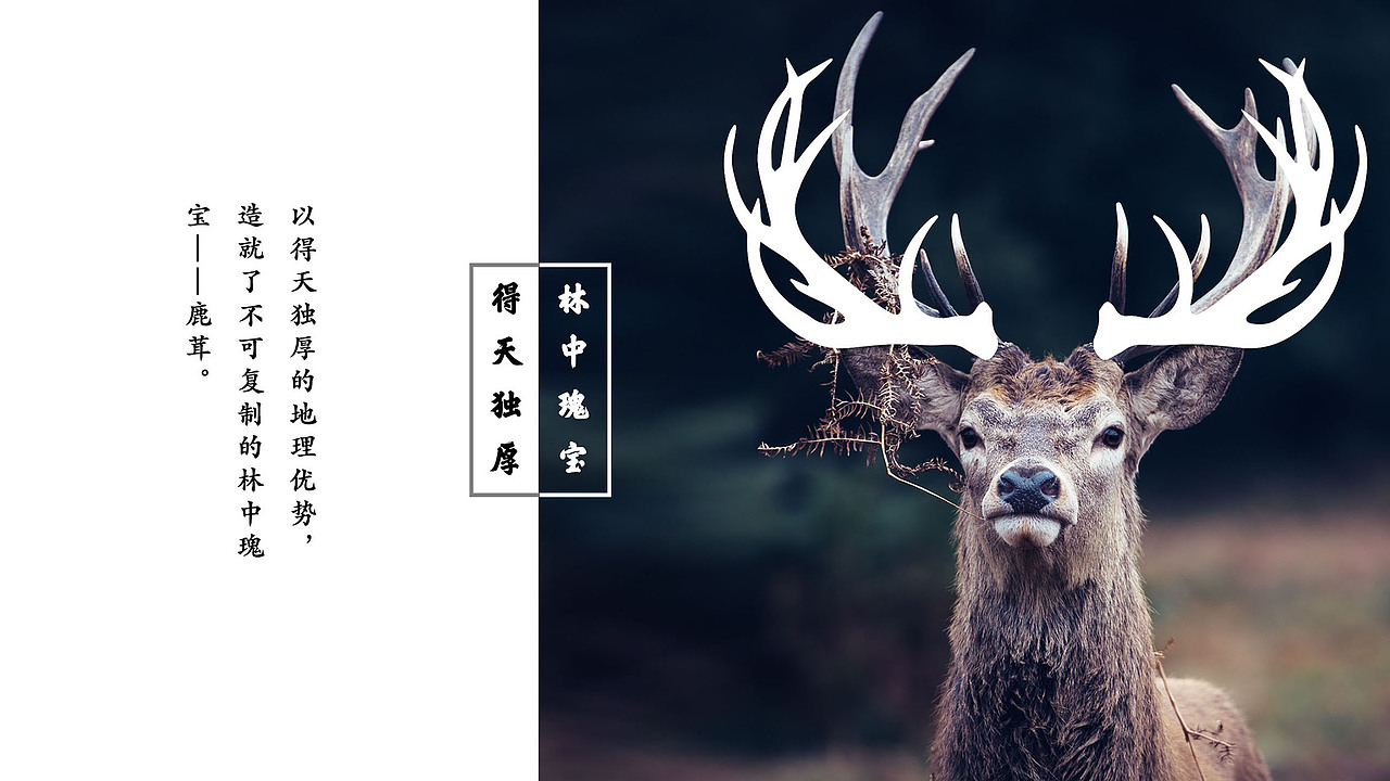 吉福莱-鹿茸胶囊