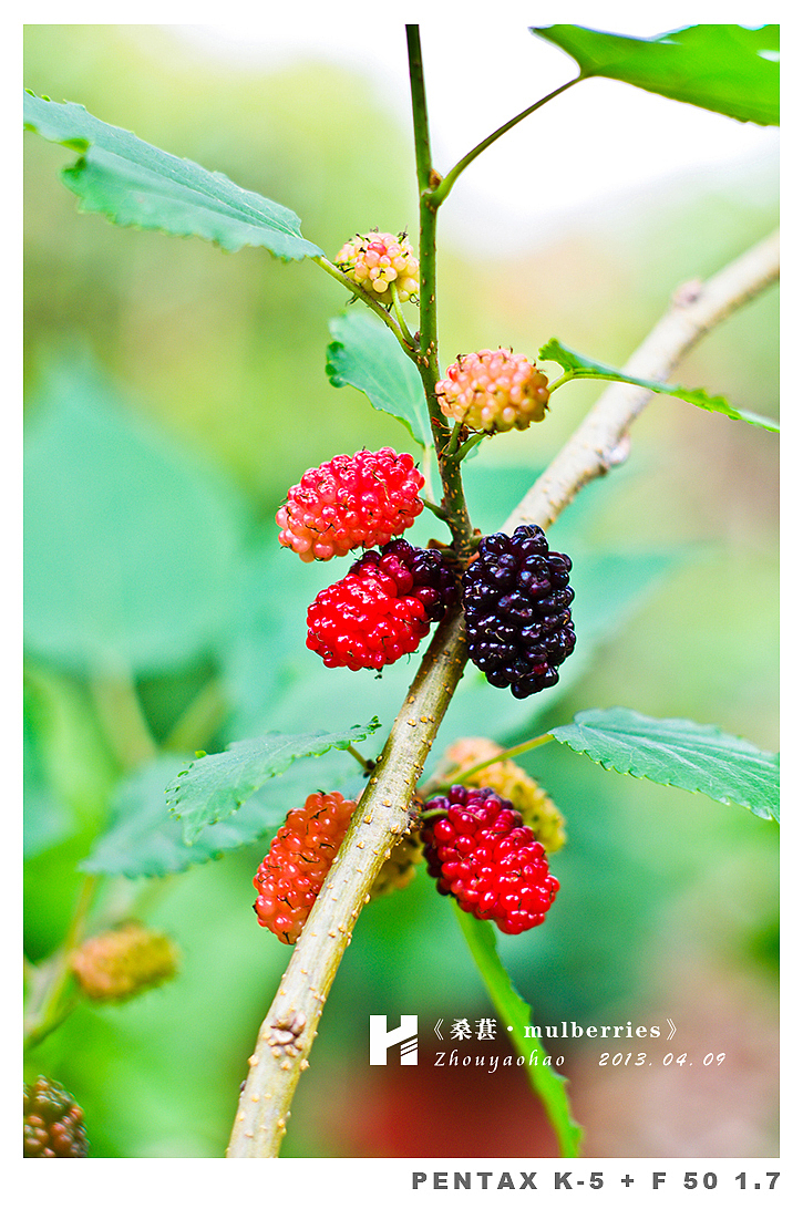 《桑葚.mulberries》（图ZODk2MDQwNA==） - 产品摄影 - 站酷设计师haodychou原创素材 - 站酷ZCOOL