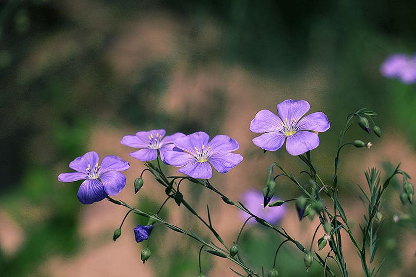 七孔桥花海之一