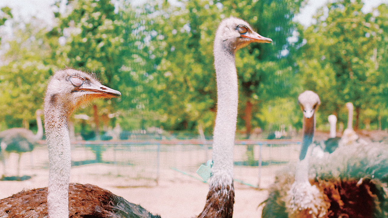 平凡摄影|鸵鸟