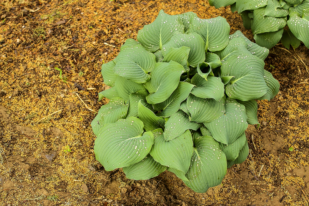 匆匆那年,雨中的植物园