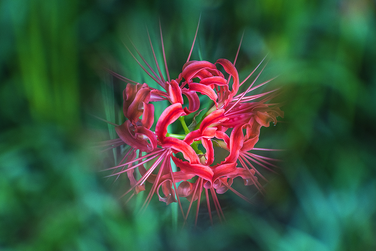 【彼岸花Red Spider Lily】（图ZMTc3MDI1NjU2） - 风光摄影 - 站酷设计师老陆逍遥原创素材 - 站酷ZCOOL
