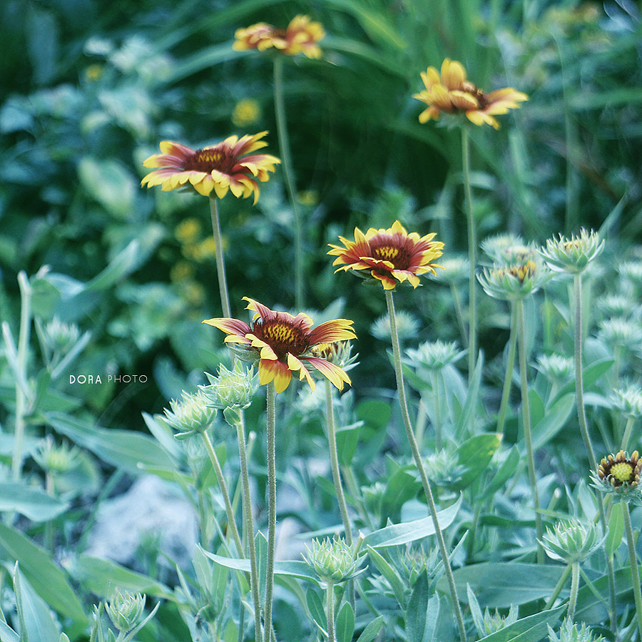 一场繁花（图ZMTI4NjA1NzMy） - 风光摄影 - 站酷设计师朵拉影像原创素材 - 站酷ZCOOL