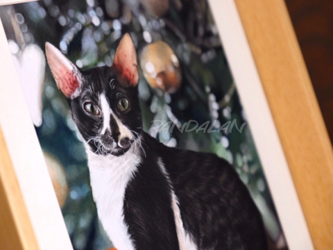 猫咪粉彩画