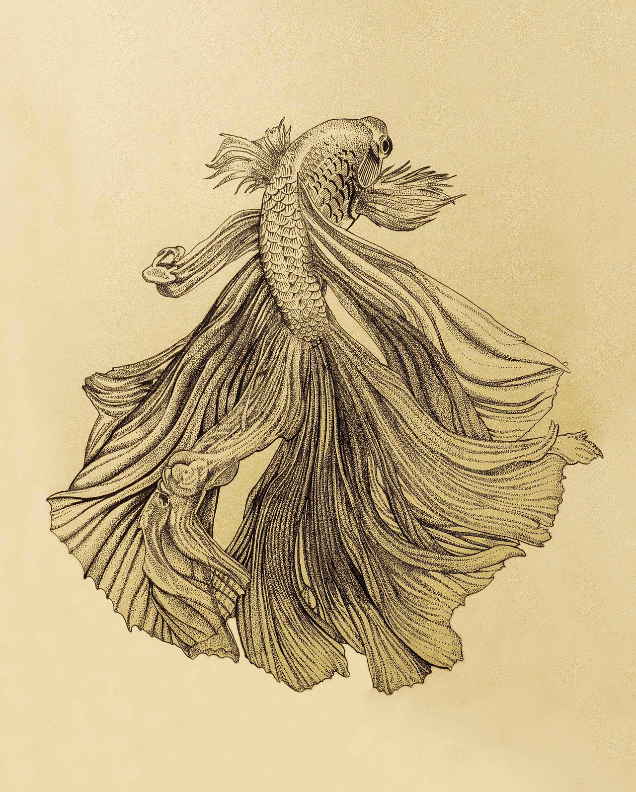 斗鱼~~~（图ZMzg4ODQ4MTY=） - 商业插画 - 站酷设计师VEN一皿原创素材 - 站酷ZCOOL