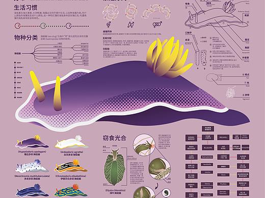 海洋生物科普信息图表
