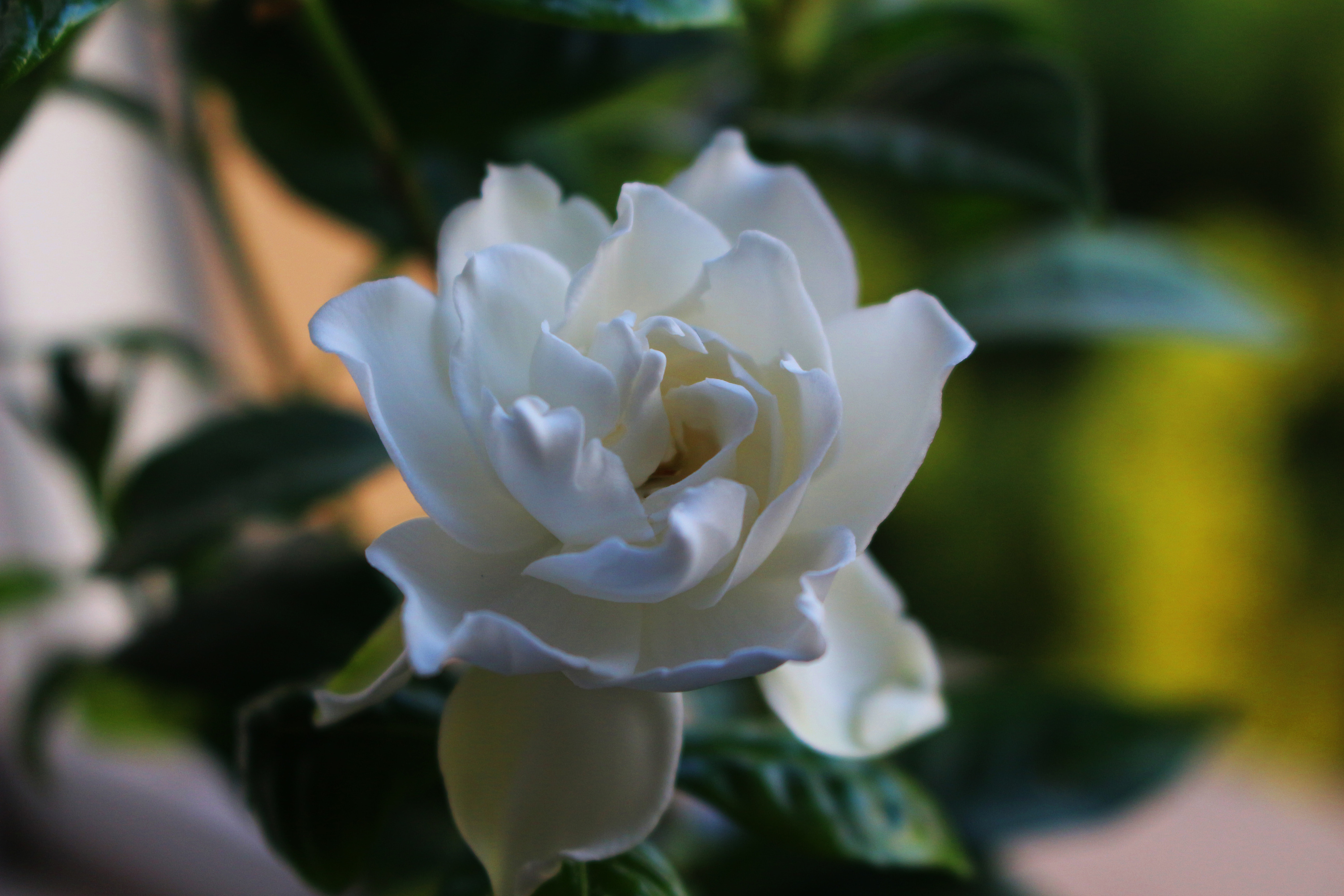 栀子花|摄影|风光|cpcool - 原创作品 - 站酷 (zcool)