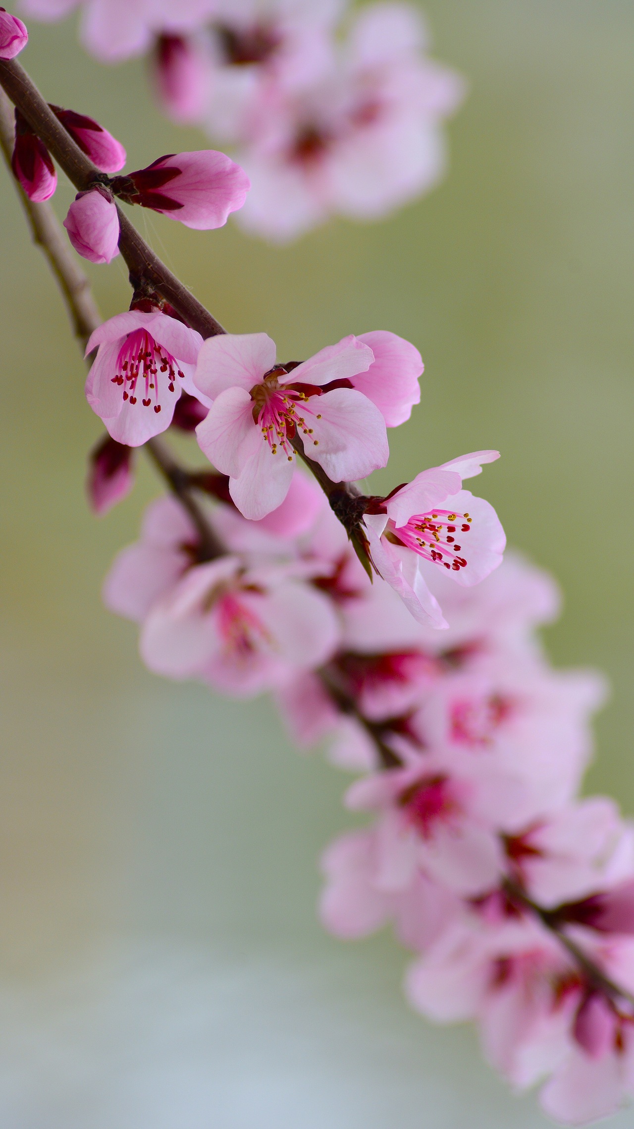 桃花_景致唯美-站酷zcool