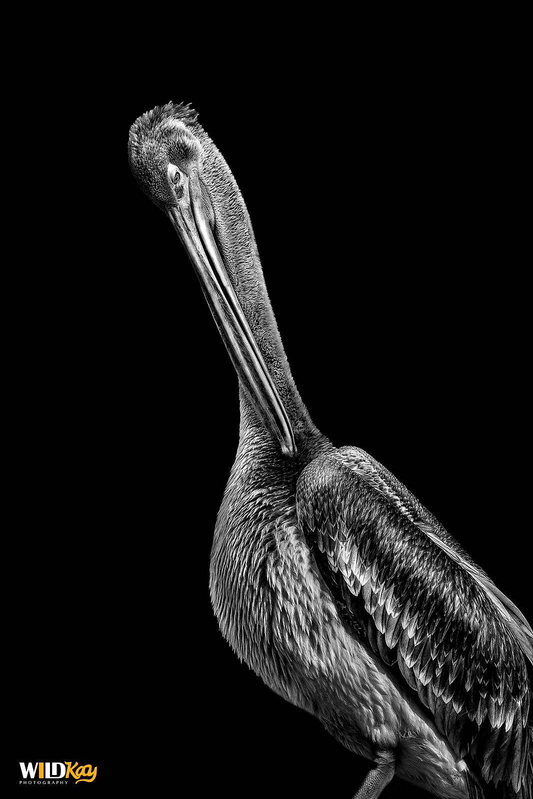 《生命和爱365》合集 I（图ZMTg0NTAwNzYw） - 宠物摄影 - 站酷设计师WildKay原创素材 - 站酷ZCOOL