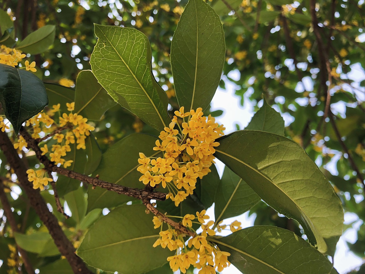 桂花（图ZMTMyMjQzMTky） - 人文/纪实摄影 - 站酷设计师Lily216原创素材 - 站酷ZCOOL