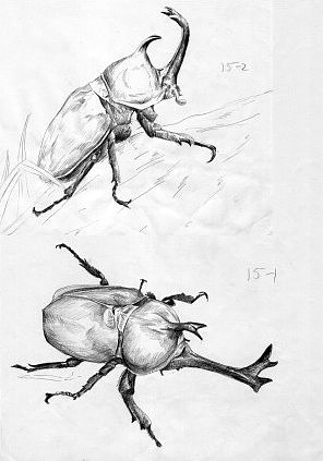 昆虫素描绘画（图ZODMzODAwMA==） - 绘画 - 站酷设计师齐洋品牌设计师原创素材 - 站酷ZCOOL