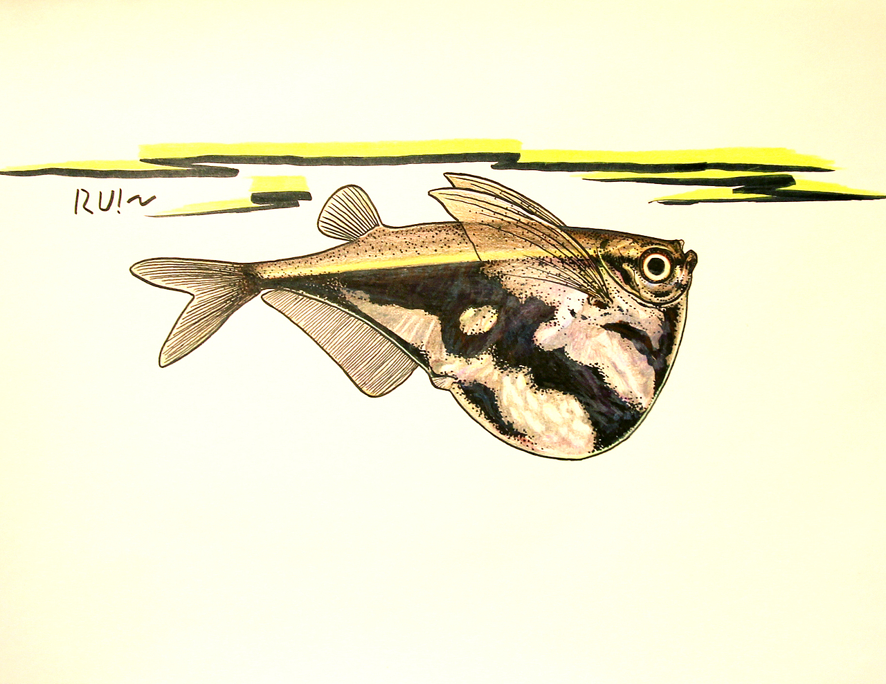 云石燕子~正面看上去特别像小燕子,故被叫做燕子,也称斧头燕子