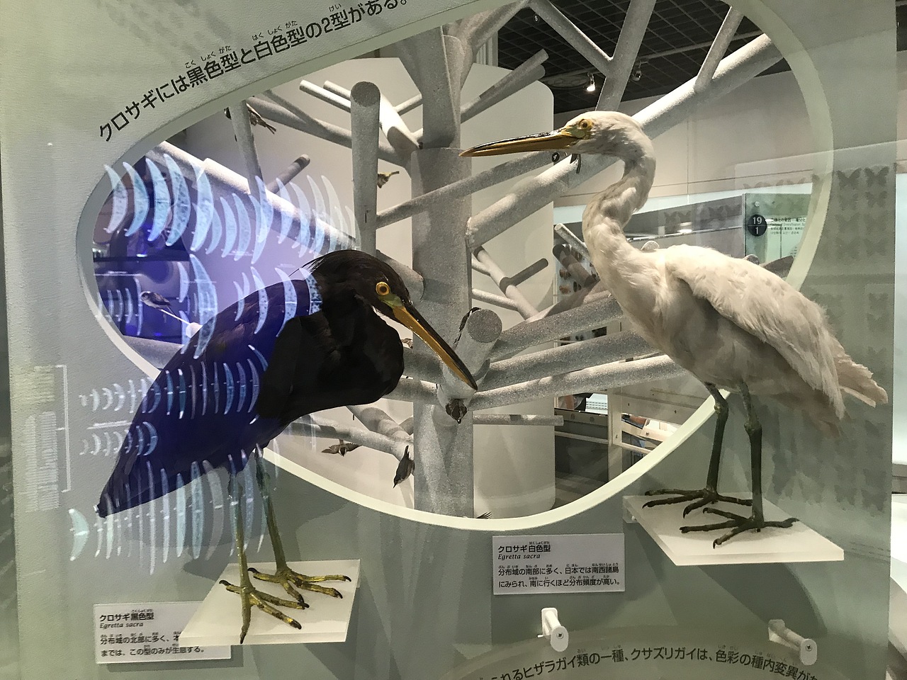 东京国立科学博物馆（图ZMzA5OTUwODEy） - 展陈设计 - 站酷设计师JIANG2015原创素材 - 站酷ZCOOL