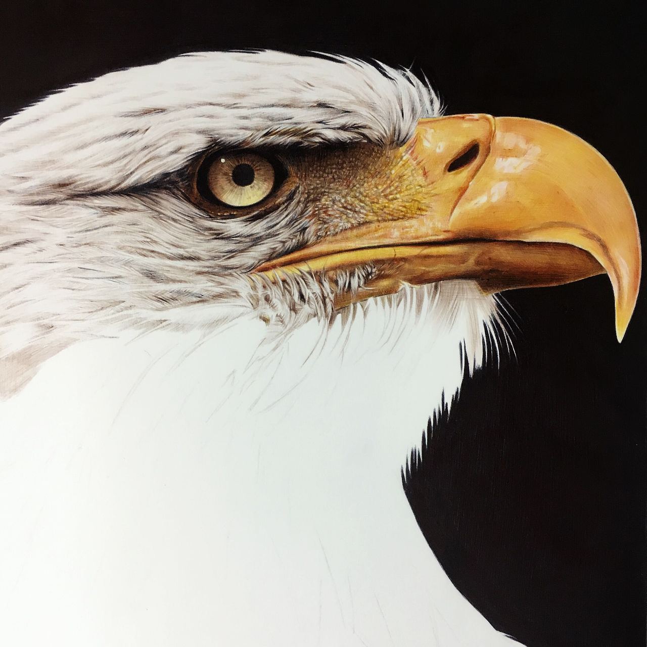 鹰- 原创作品 - 站酷(zcool)