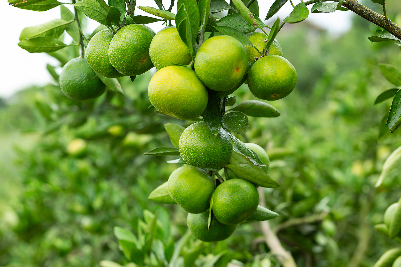 一组简单的柑橘照片