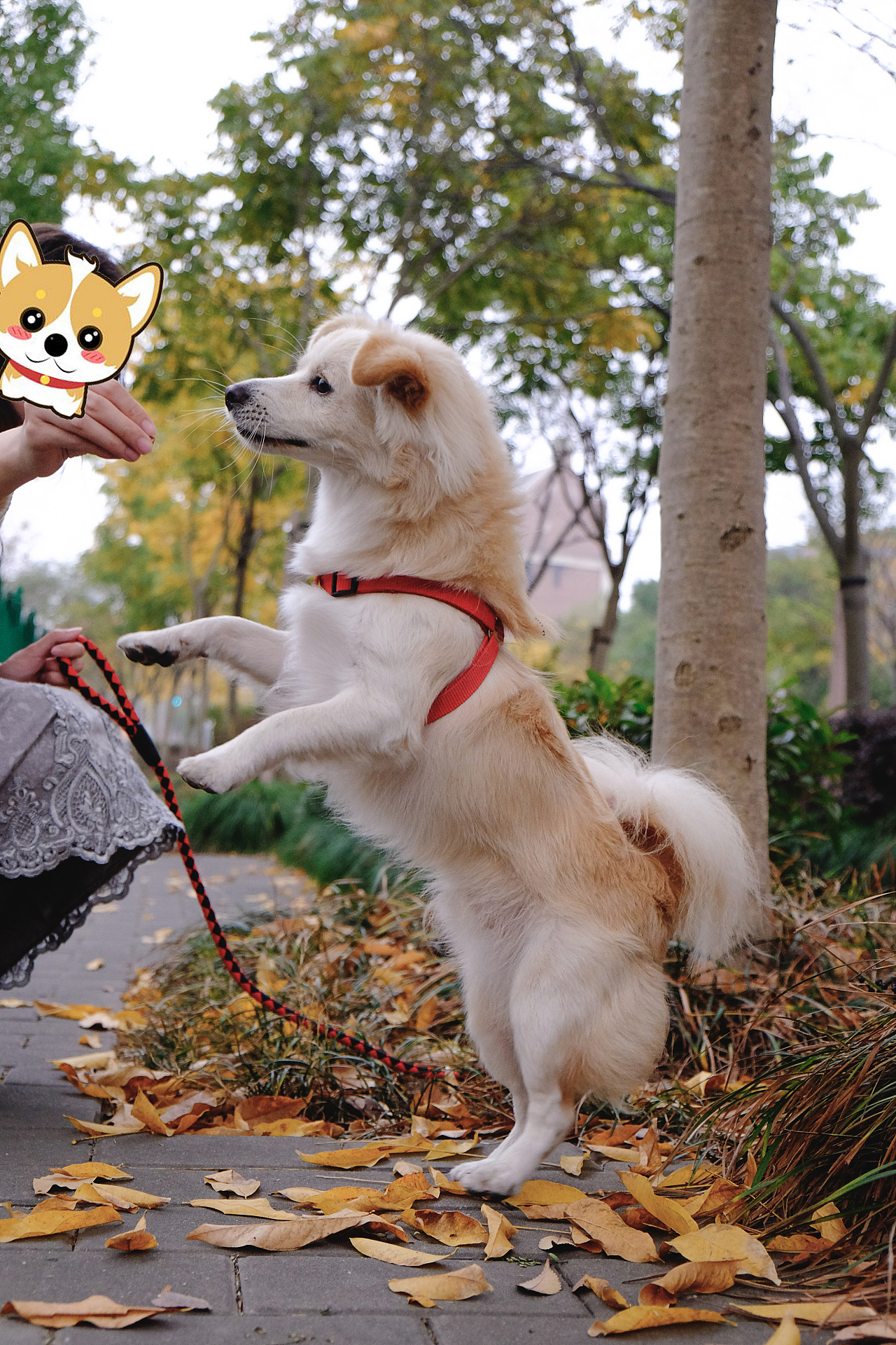 带狗狗散步的悠闲午后