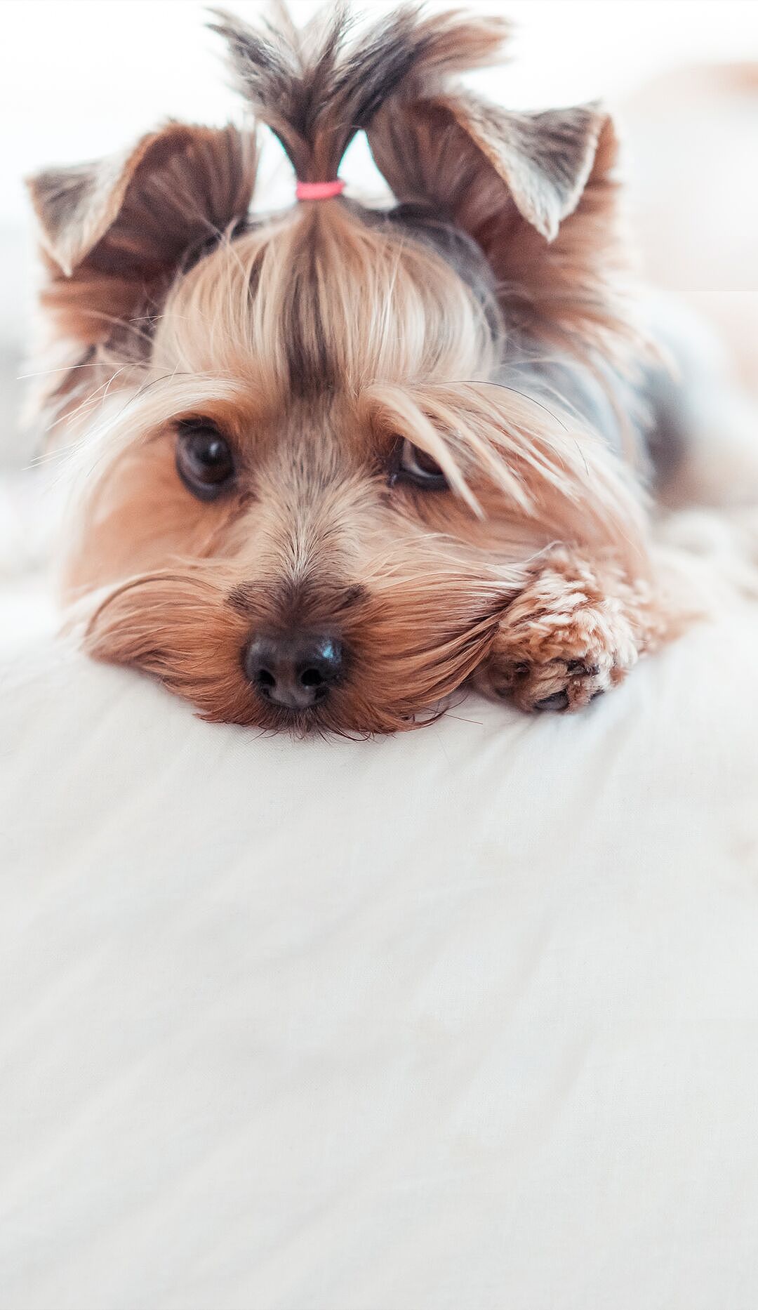 4K高清壁纸来了,超适合华为手机系列的动物世界壁纸