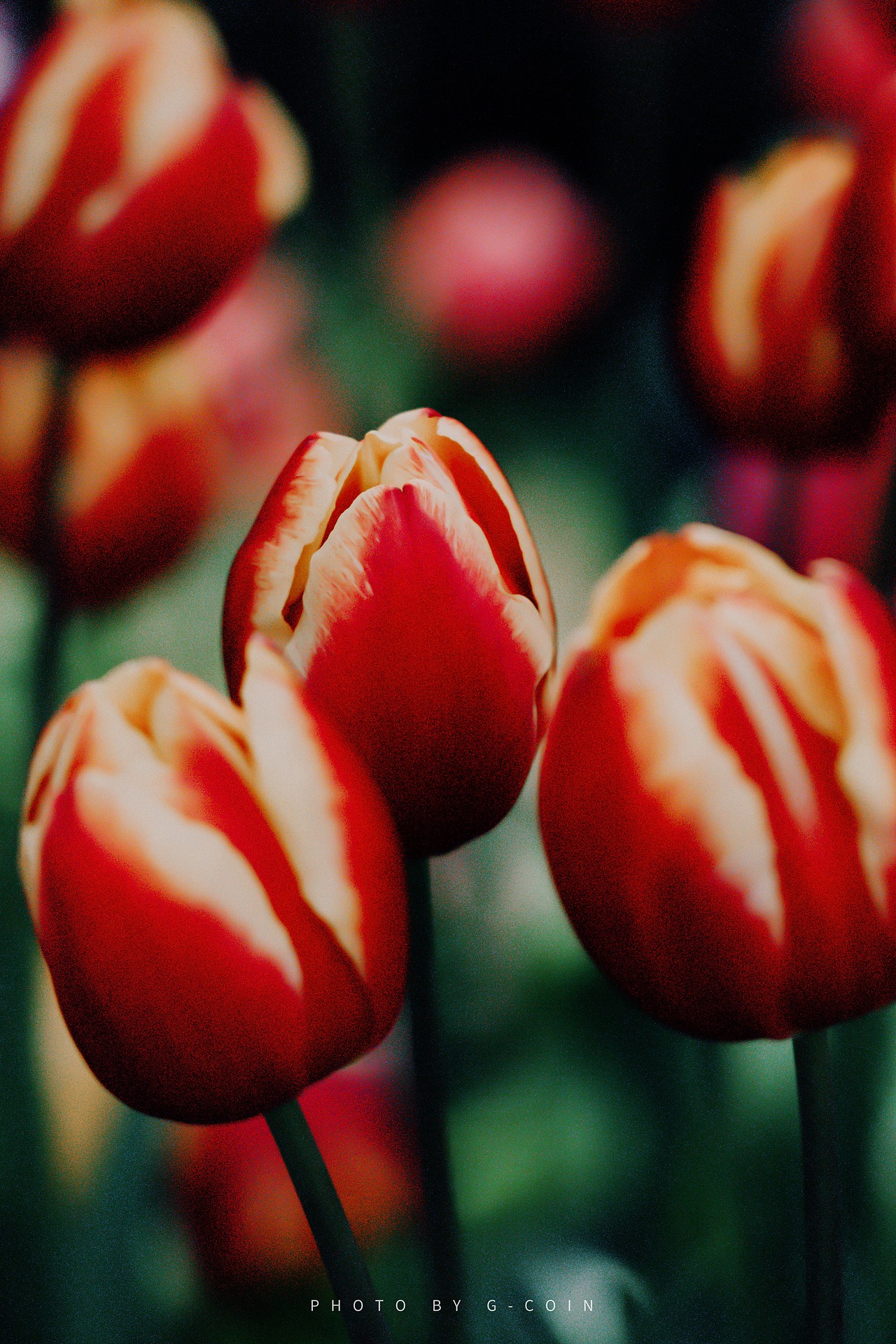 郁金香🌷–春日浪漫（图ZMjk0NjI2MDUy） - 风光摄影 - 站酷设计师G_coin原创素材 - 站酷ZCOOL