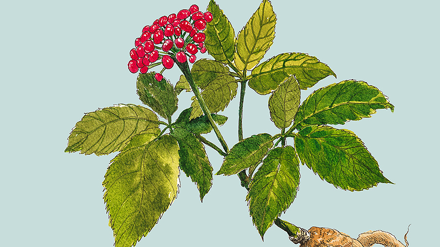 中裕 草药插画包装设计（图ZMTQyNDU1NjQw） - 包装 - 站酷设计师龍大设计原创素材 - 站酷ZCOOL