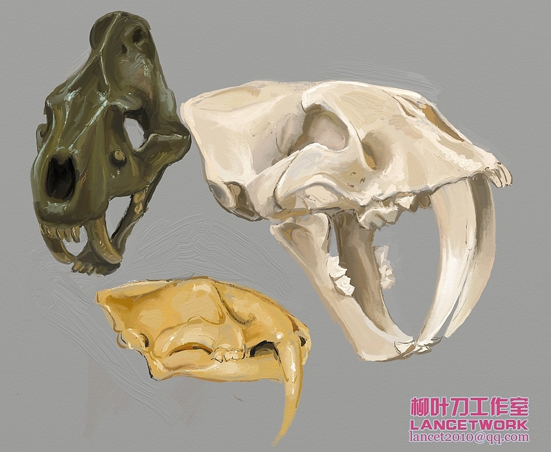 动植物插画小品