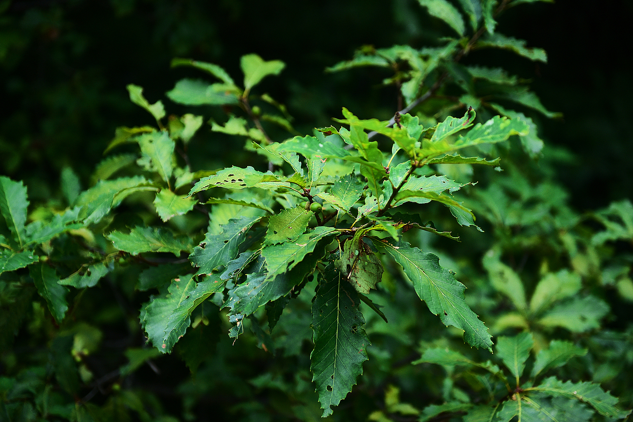 有山有水有靚照（圖ZMTI4NTkxODY4） - 產(chǎn)品攝影 - 站酷設(shè)計師攝影師JUSI阿樂原創(chuàng)素材 - 站酷ZCOOL