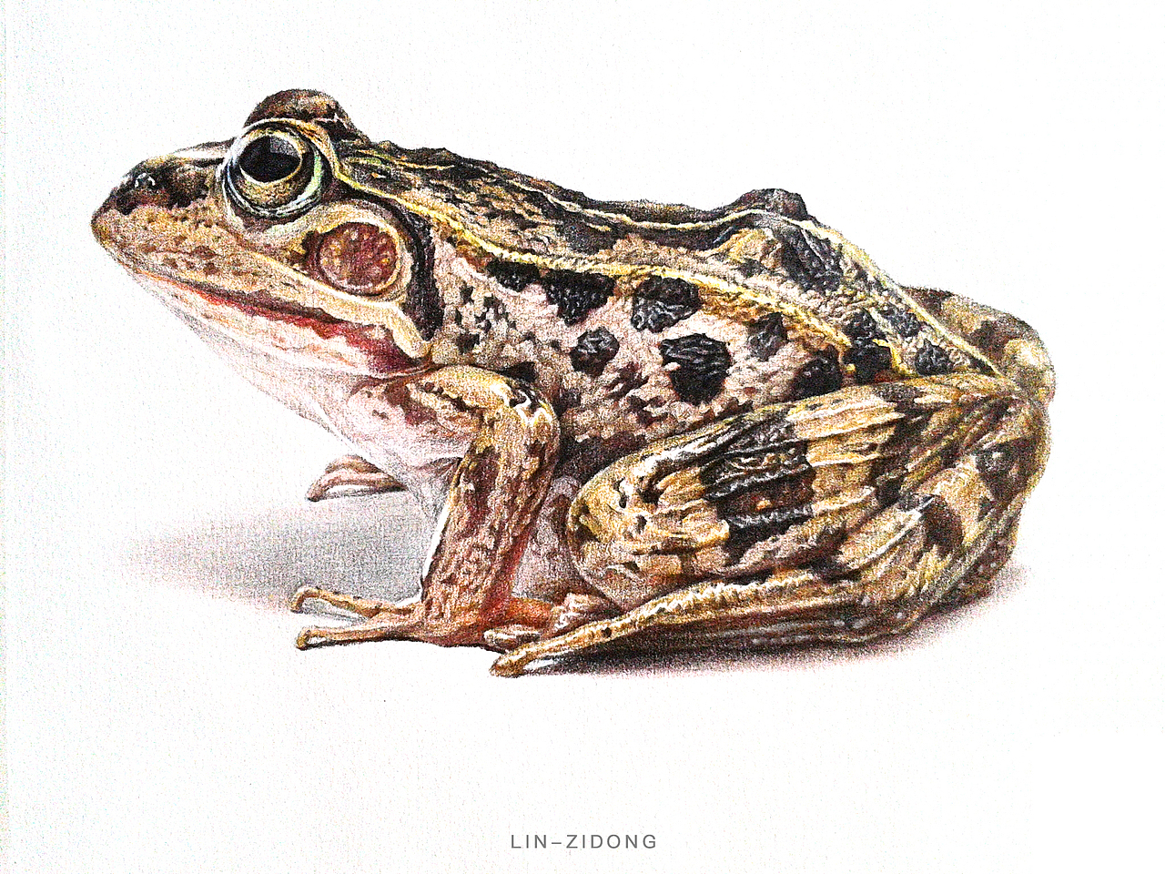 《蛙声》 彩铅|纯艺术|绘画|魔蝎东仔_原创作品-站酷zcool