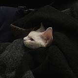 猫八井的头像