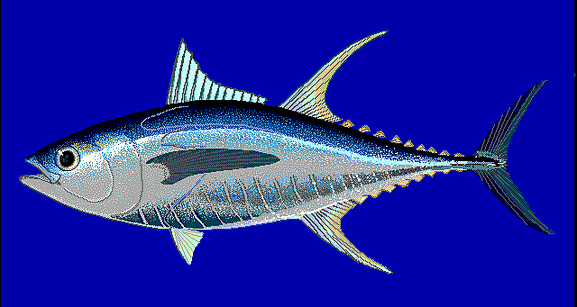 鱼罐头 包装设计