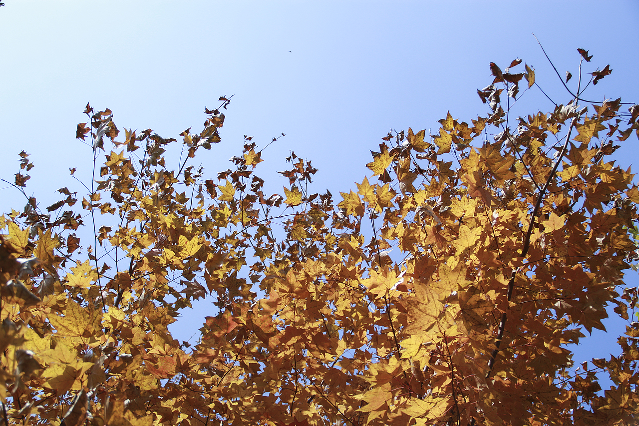 哈爾濱北方森林動物園（圖ZNzA5OTA2NTY=） - 風(fēng)光攝影 - 站酷設(shè)計師山山而川上的麥子原創(chuàng)素材 - 站酷ZCOOL