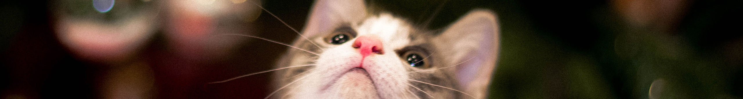 小泡芙敲可愛的個人主頁（封面預(yù)覽） - 主頁封面設(shè)置 - 站酷設(shè)計師小泡芙敲可愛原創(chuàng)素材 - 站酷ZCOOL