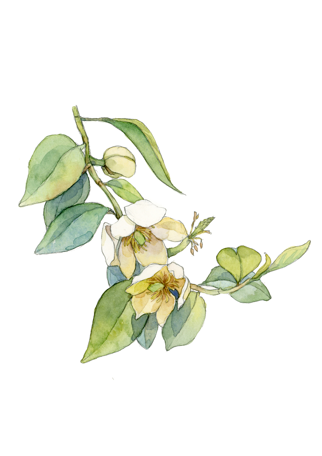 花花草草|插画|商业插画|cetus鱼鱼 - 原创作品 - 站酷 (zcool)