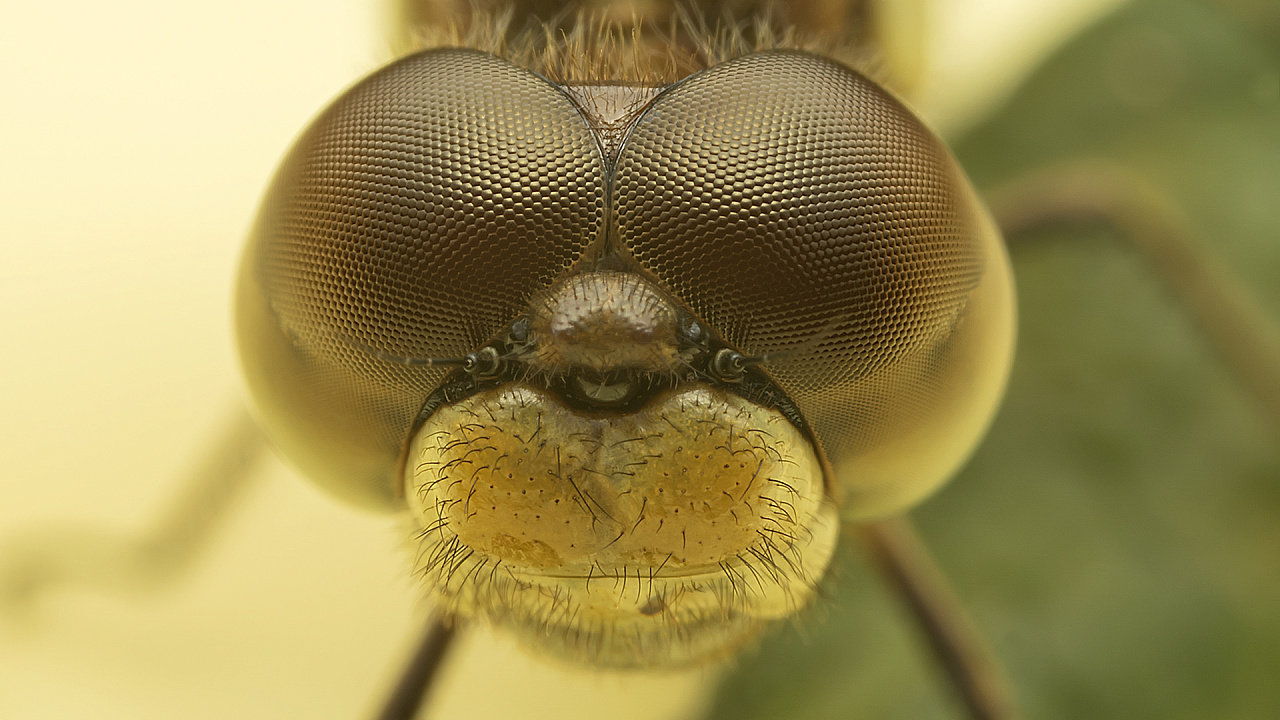 小蜻蜓的大眼睛