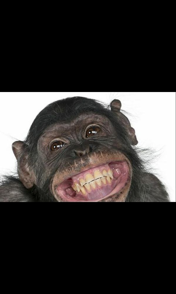 猴（图ZMzMxMTA0MDYw） - 网络表情 - 站酷设计师一只小绿蛙原创素材 - 站酷ZCOOL