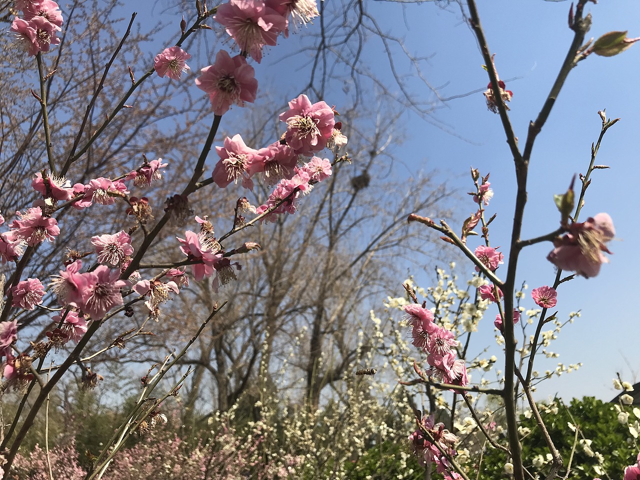 杨飞。苹果前置摄影（图ZMTU0MTczNzU2） - 产品摄影 - 站酷设计师杨飞业余摄影原创素材 - 站酷ZCOOL