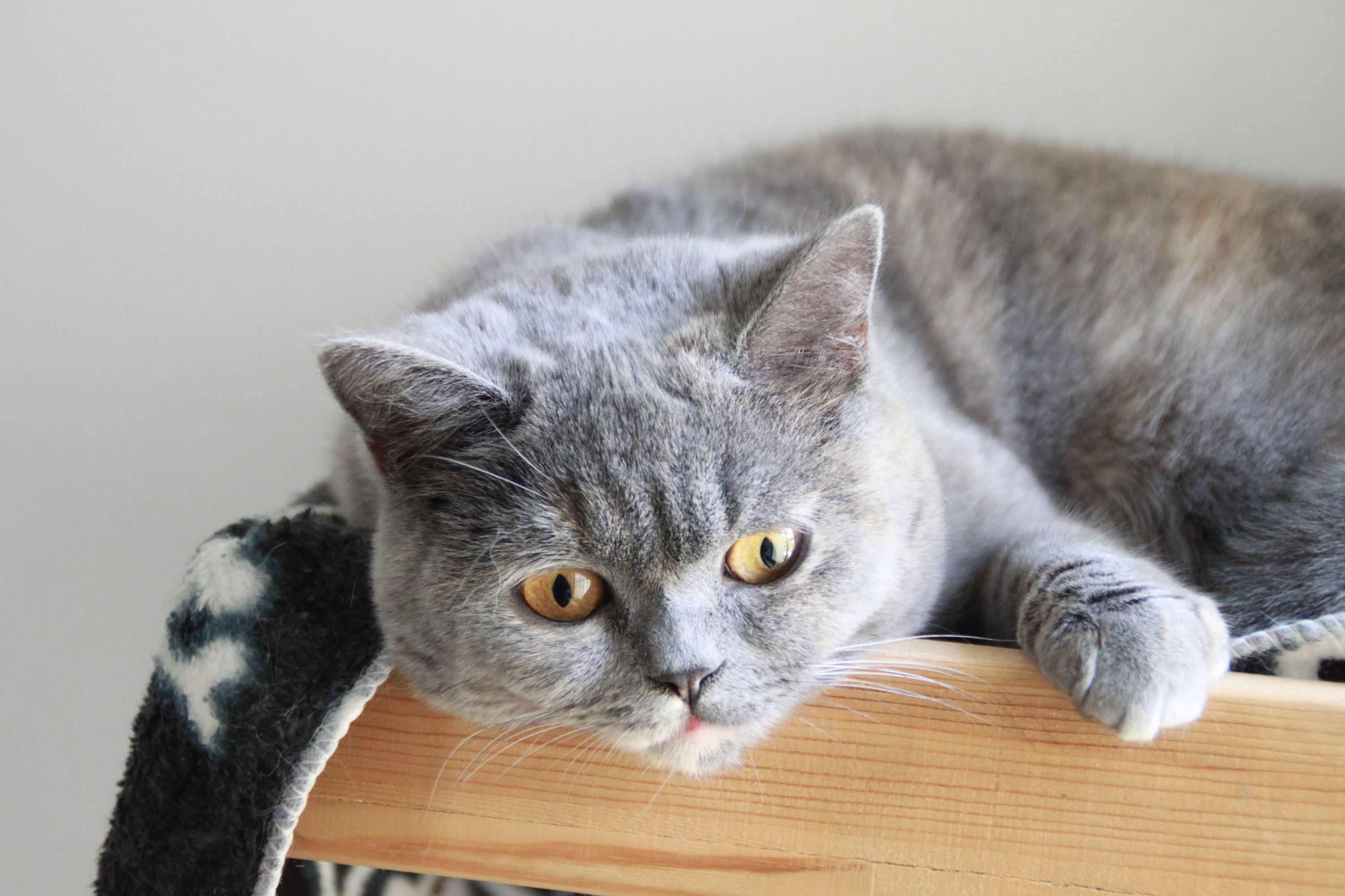 英国短毛猫-小二黑-蓝乳色-母猫