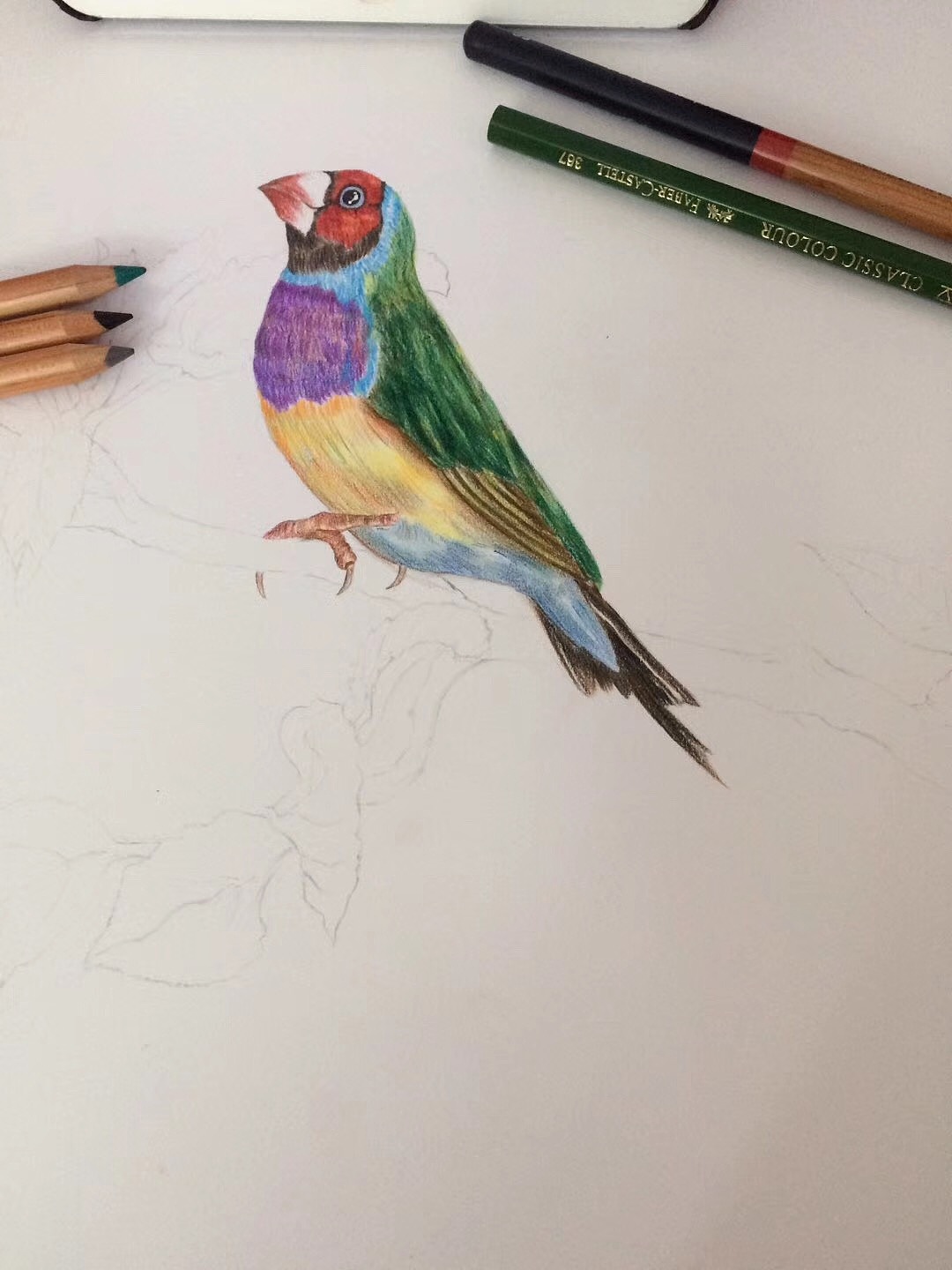 彩铅画之花鸟画步骤图