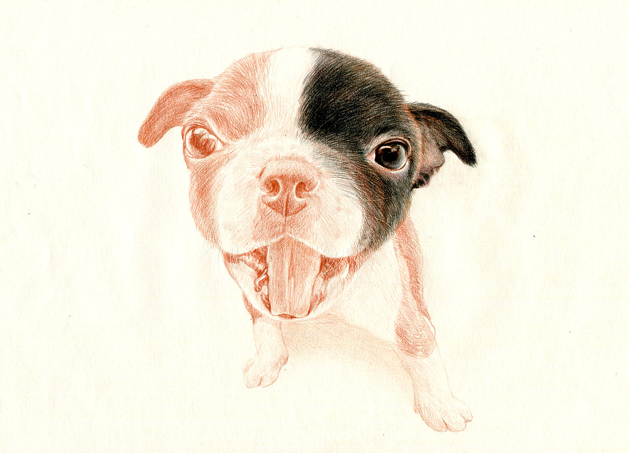 彩铅狗狗——波士顿梗犬（图ZMzU5NDk2MDg=） - 绘画 - 站酷设计师箐莜菲菲原创素材 - 站酷ZCOOL