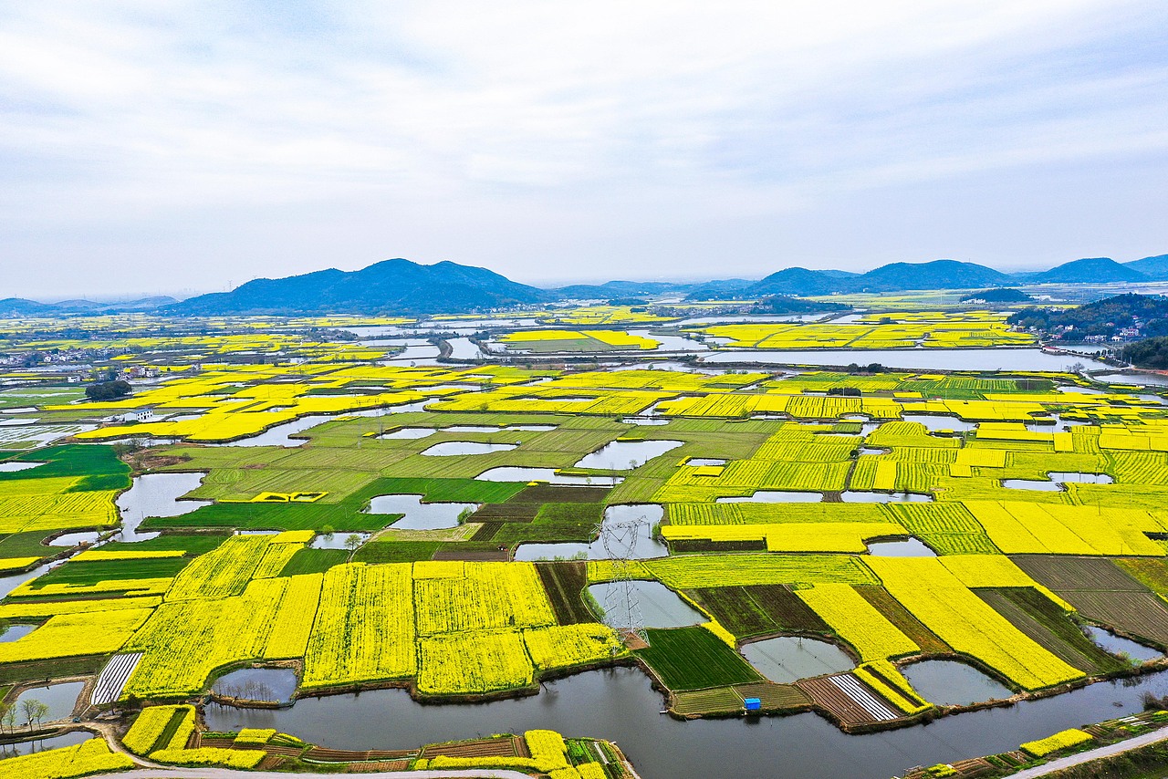 踏青篇响水涧油菜花