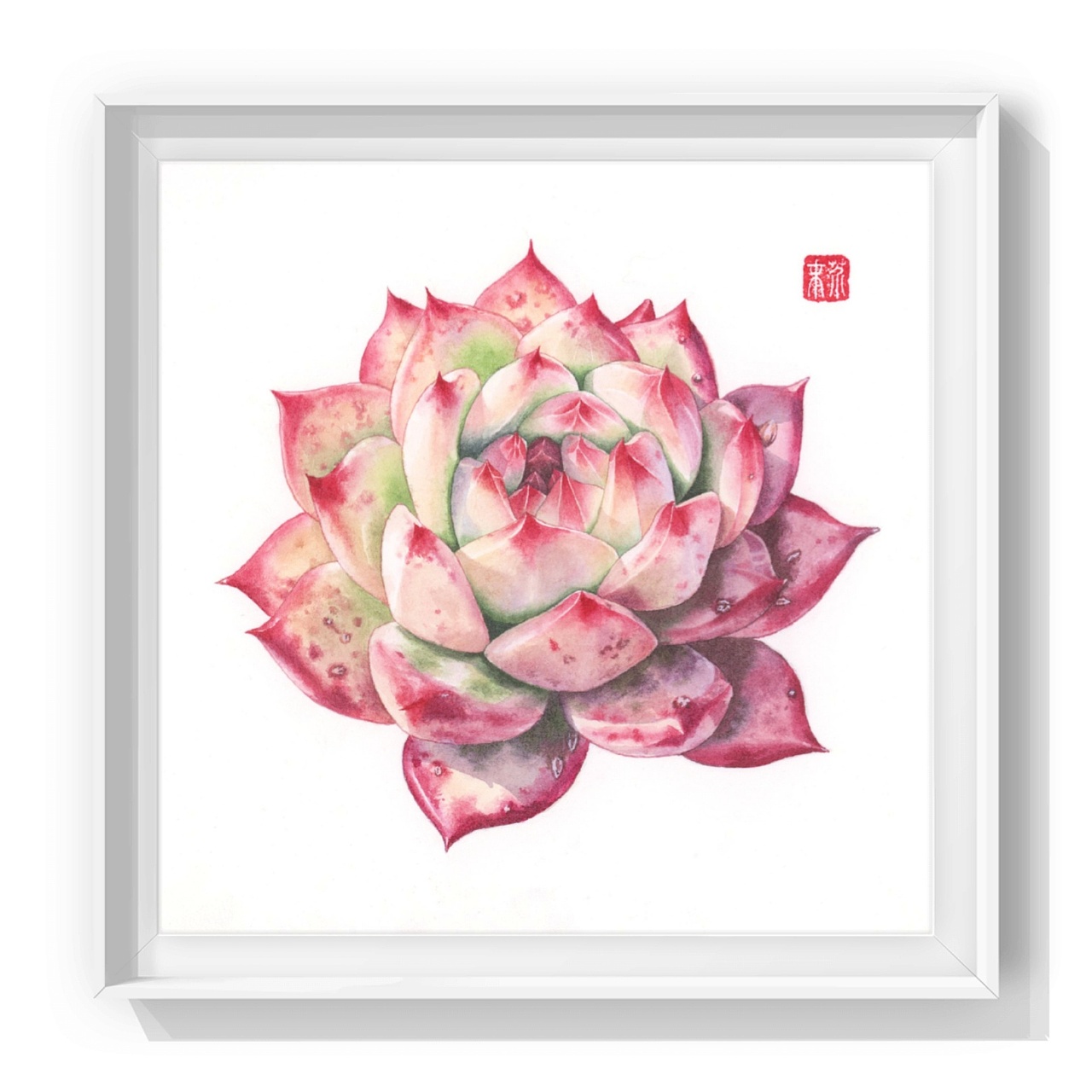 水彩多肉——卡罗拉