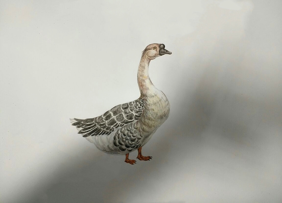 彩铅（图ZMTk0NTgwMTYw） - 绘本 - 站酷设计师大雄what原创素材 - 站酷ZCOOL