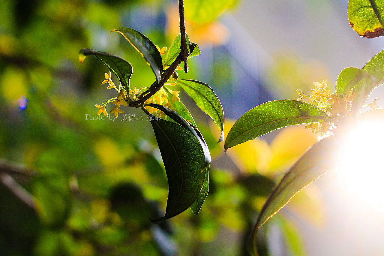 拍摄桂花（图ZMTAxMzM4MjA0） - 产品摄影 - 站酷设计师黄德志原创素材 - 站酷ZCOOL