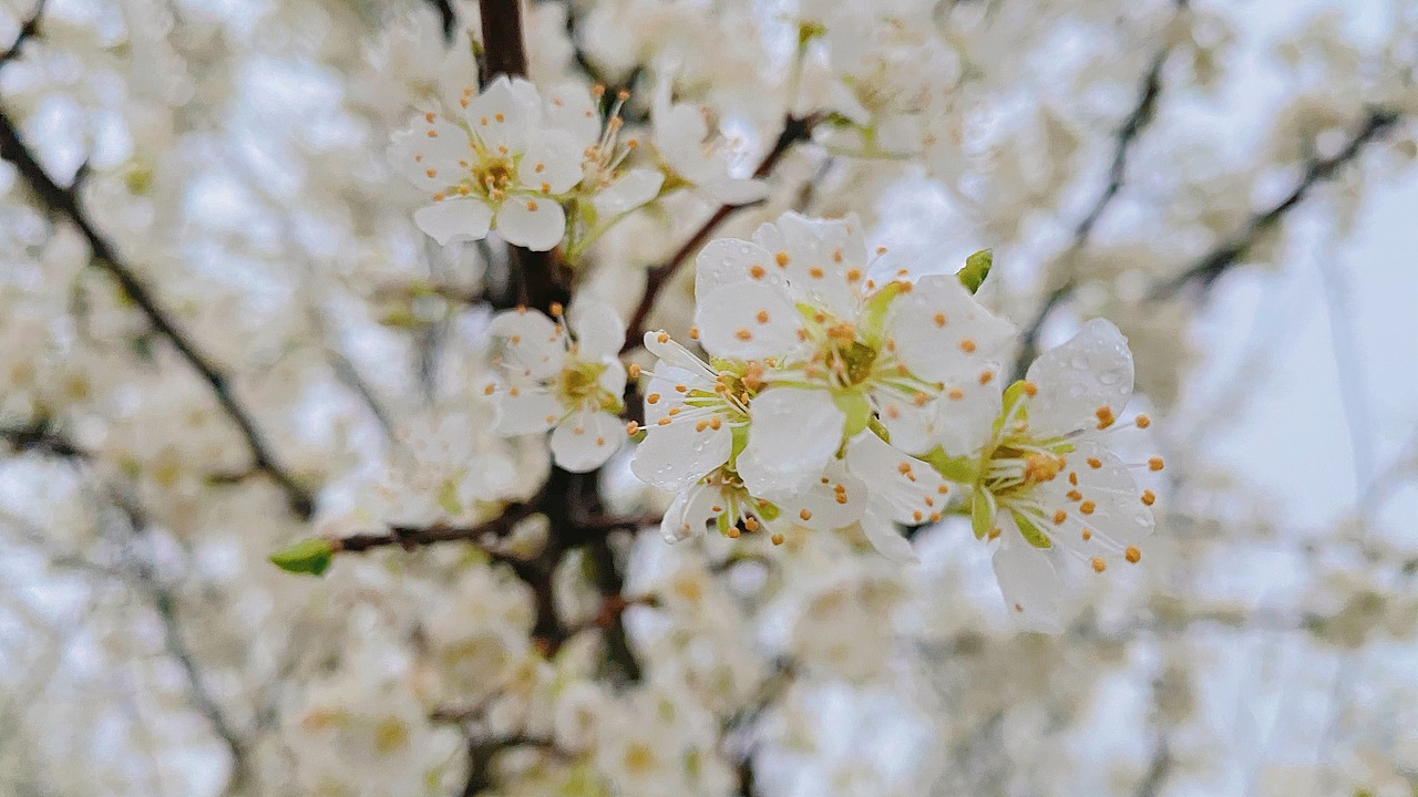 沾衣欲湿杏花雨 吹面不寒杨柳风（图ZMjQ1NDg1MjY4） - 风光摄影 - 站酷设计师银河刁民原创素材 - 站酷ZCOOL