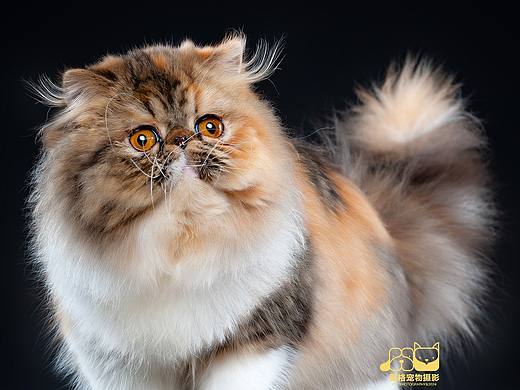 又见猫猫