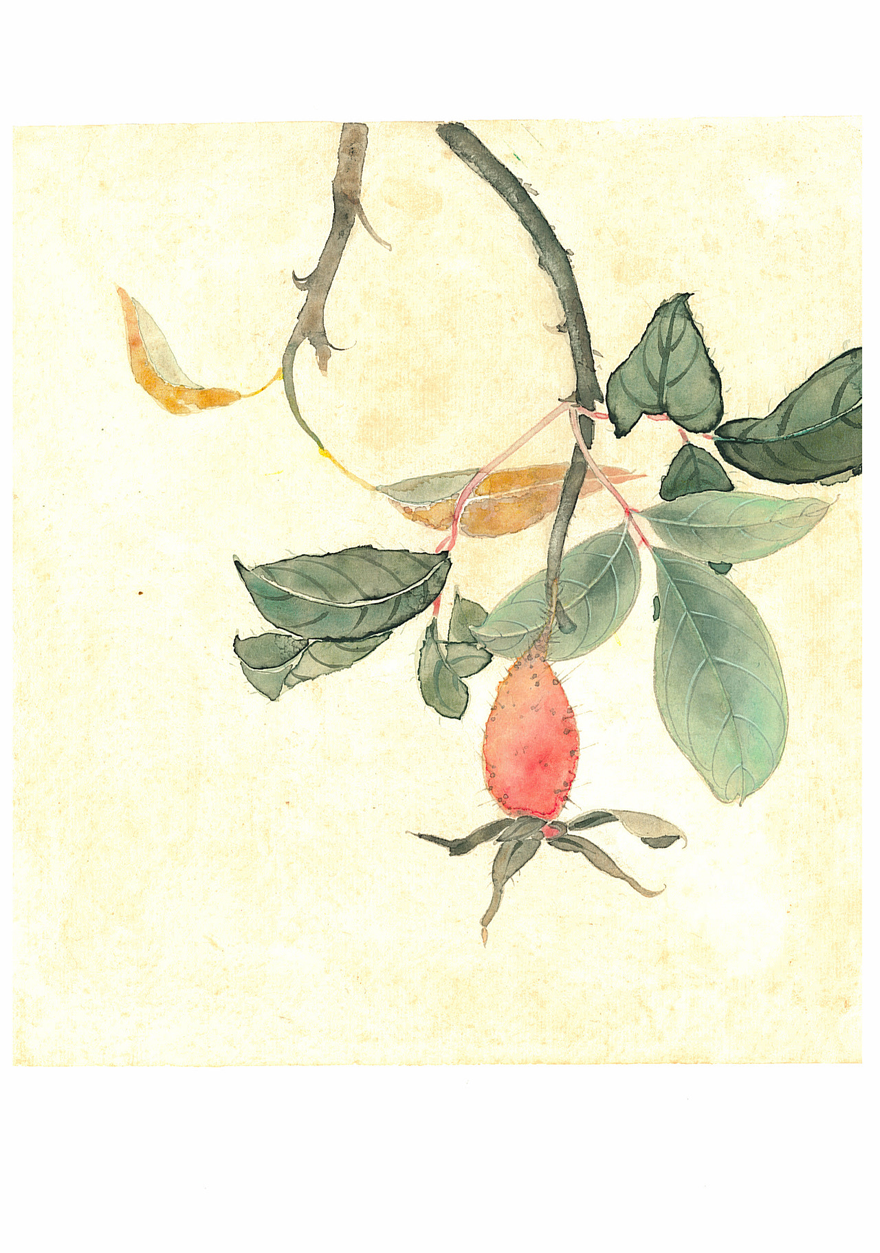 中草药工笔手绘一套（图ZMjUyMDQwNzg0） - 绘画 - 站酷设计师曾令晗晗晗晗晗原创素材 - 站酷ZCOOL