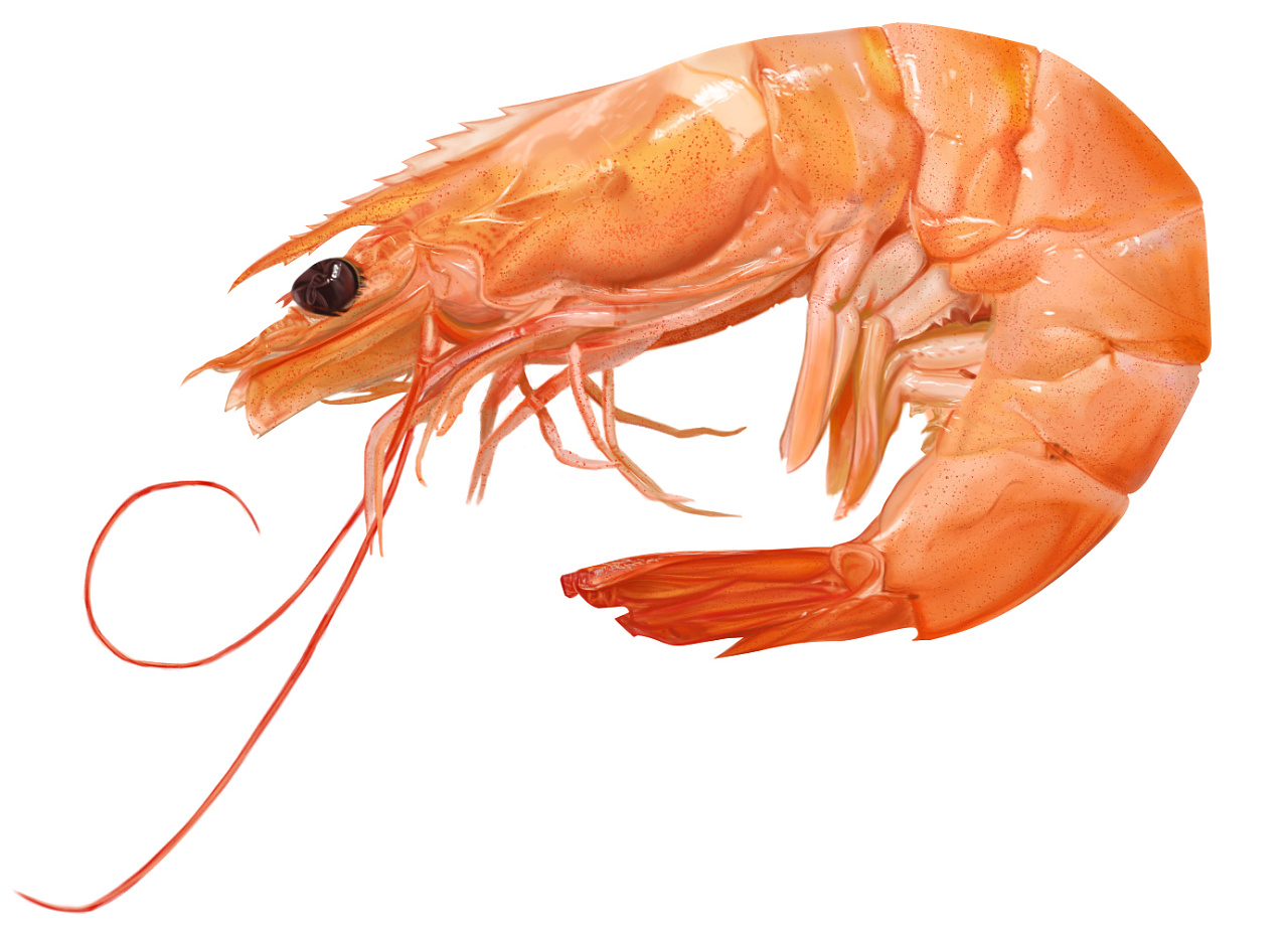 海洋动物无缝花纹与虾。海底世界的居民打印。插画图片素材_ID:408552643-Veer图库