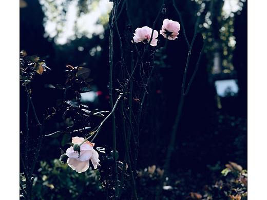 南城花已落