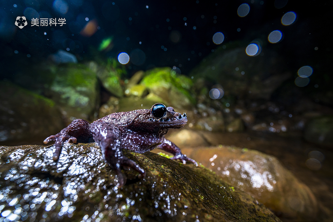 中国动物·两爬之美丨峨眉髭蟾 & 黑眼睑纤树蛙